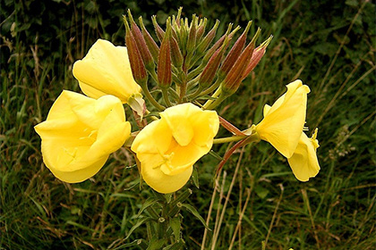 Sano seksuaalinen lisääntyminen