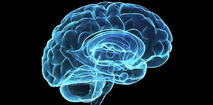 Yhdistetyt bakteerit pystyvät muodostamaan yhteisen mielen