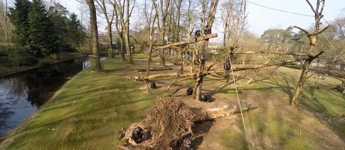 Apinat ampuivat alas ja etsivät monikoptereita dokumenttielokuvien tekijöitä