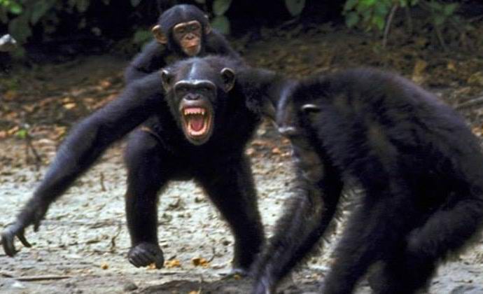 Apinat vapauttavat myös monen vuoden sodan