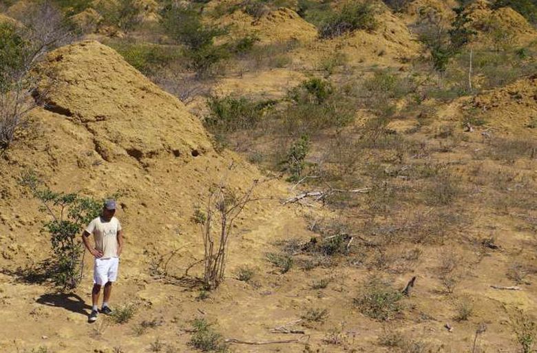 Termiitti, joka löydettiin Gizan pyramideja vanhemmaksi