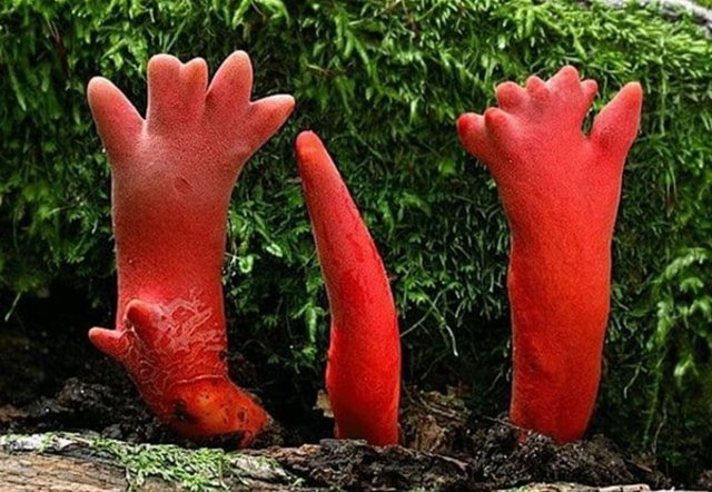 On löydetty myrkyllisiä sieniä, joita ei voida edes koskea.