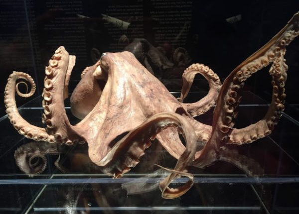 Yksi Darwinin ajatuksista evoluutiosta vahvistettiin 140 vuotta hänen kuolemansa jälkeen 