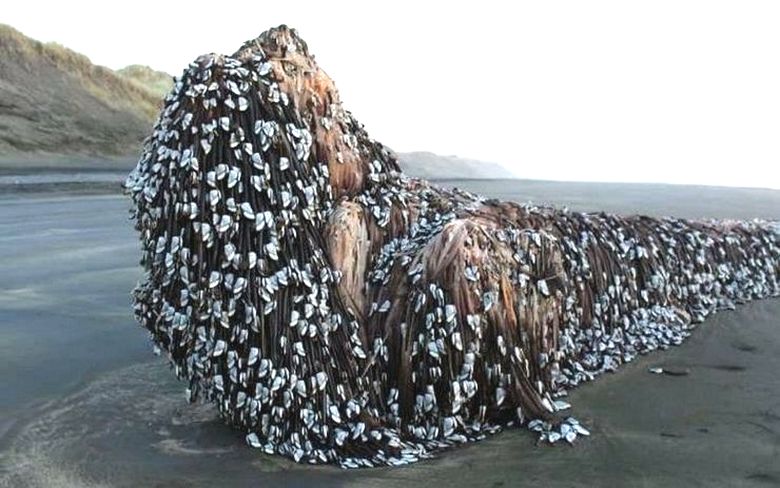 Kerran salaperäinen hirviö tuotiin Murivayn rannalle ...