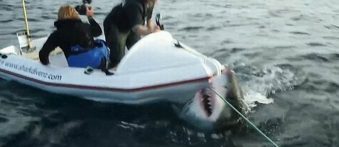 Valtava hai hyökkäsi kanavan miehistölle