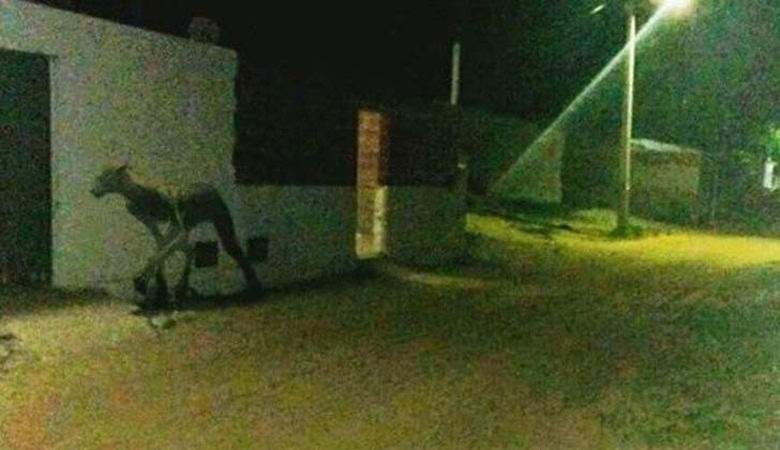 Valtava koiramainen hirviö terrorisoi argentiinalaisia