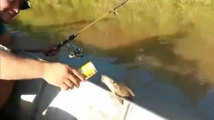 Osoittautuu, että jopa kalat rakastavat olutta.