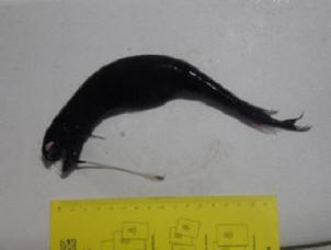 Oceanologeista tuli outo olento