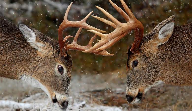 Hirvet taistelevat kuin jänikset