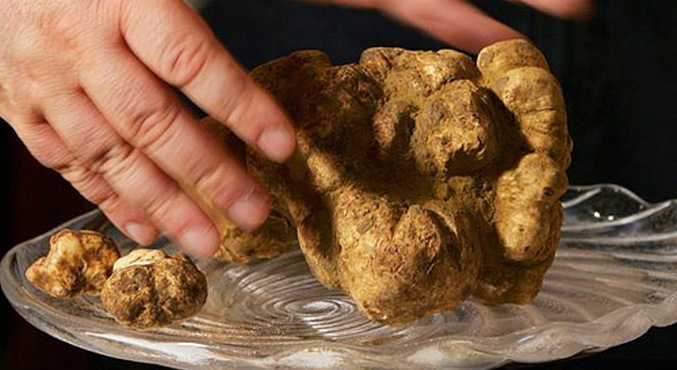 He yllättävät ja ilahduttavat meitä.