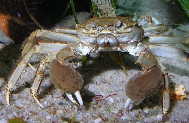 Ukrainan vaaralliset karvaiset raput