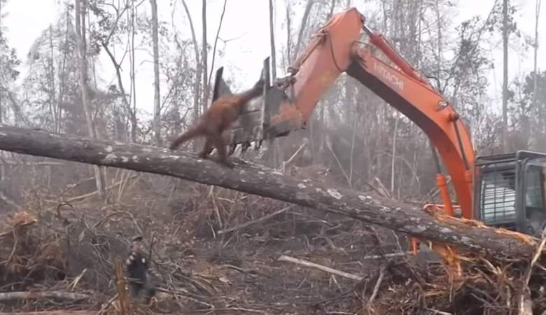 Orangutan yritti hyökätä puskutraktoriin suojelemalla alkuperäistä metsää