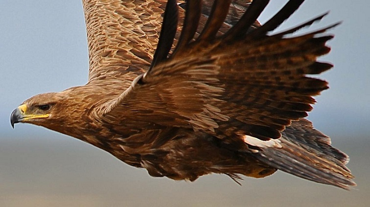 Orlitsa pilasi ornitologit lähettämällä kalliita tekstiviestejä ulkomailta