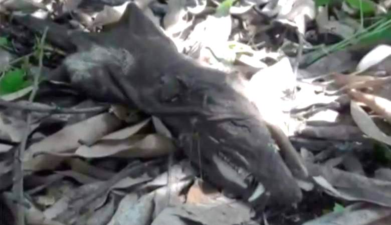 Kolumbiasta löytyneen epäselvän olennon jäännökset