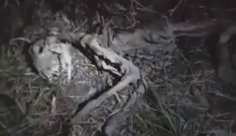 Chilestä löydetyn omituisen olennon jäännökset