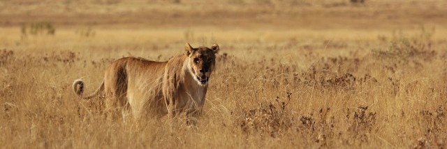 Varo: leijonanpentu on tiellä!