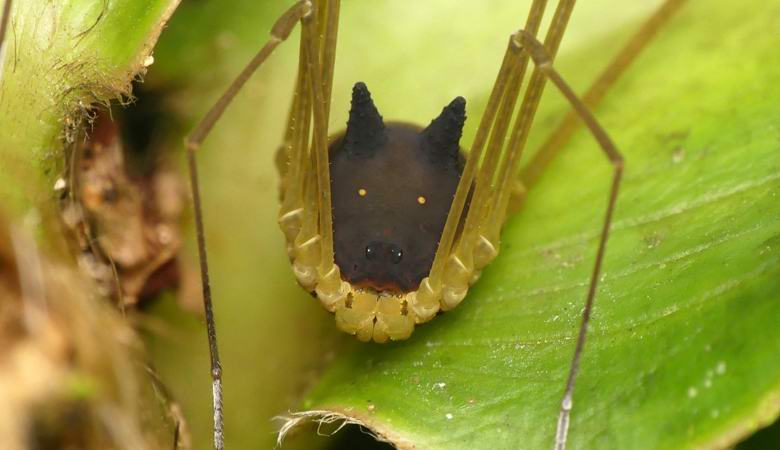 Hämähäkkien avoin näkymä