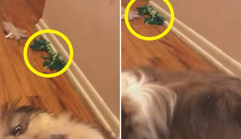 Paranormalismi havaittiin vaarattomalla videolla koiran kanssa