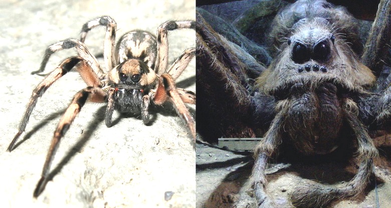 Koirakokoinen hämähäkki yllättyi verkosta