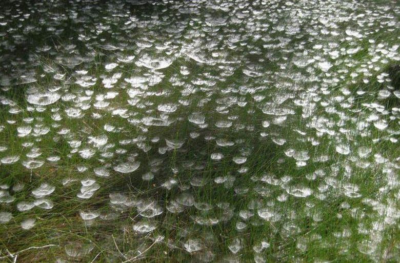 Hämähäkit loivat illuusion vedenalaisesta puutarhasta, jossa on meduusoja puistossa