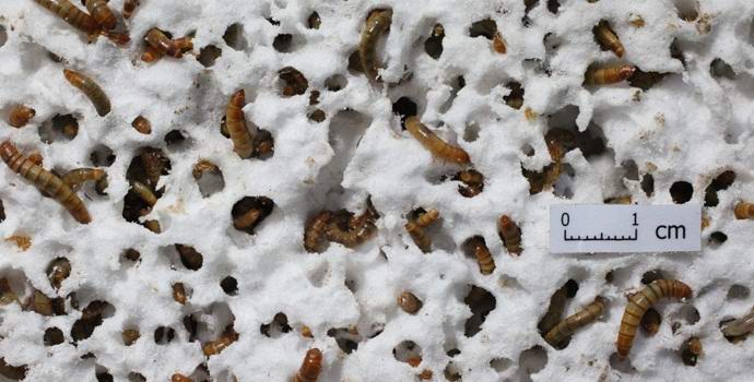 Polyfoam voidaan hävittää antamalla se matoille