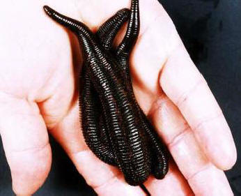 Leikkaukset auttoivat kirurgeja palauttamaan koirin korvan revitty