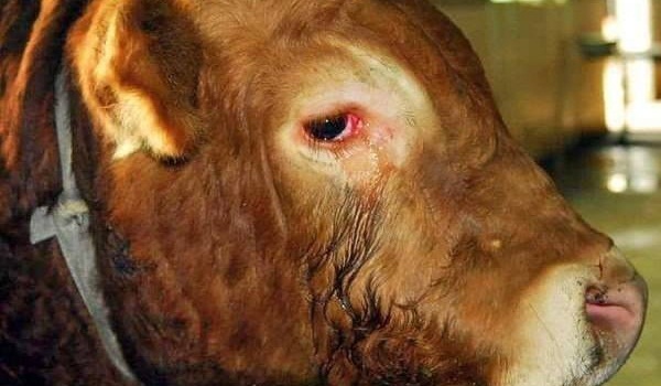 Itkuva härkä sääli teurastamon työntekijät