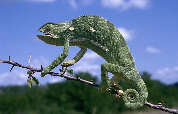 Miksi ja kuinka kameleontit muuttavat ihon väriä?