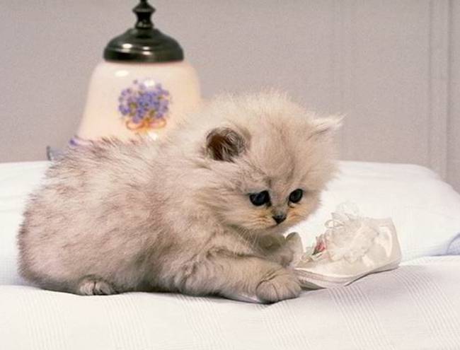 Miksi me rakastamme kissoja niin paljon?