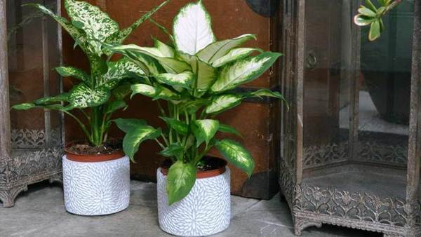 Dieffenbachia kotona 