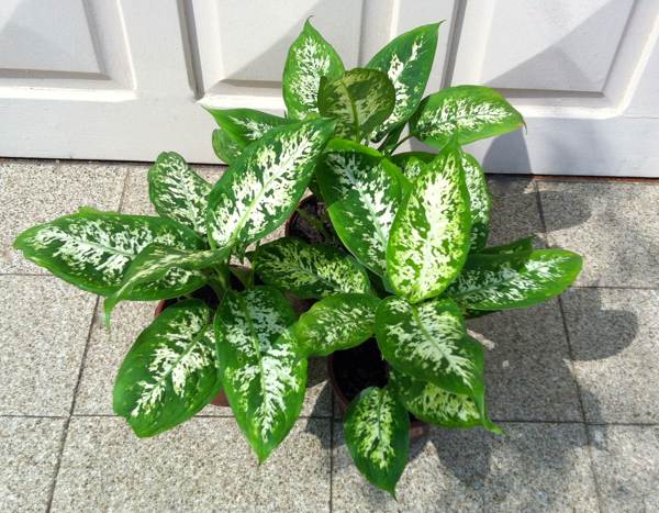 sisäkukka dieffenbachia 