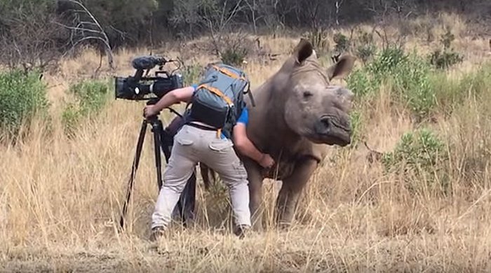 Naarmuta villin sarvikuonon vatsa