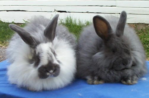 Ranskalainen-angorski-zaek