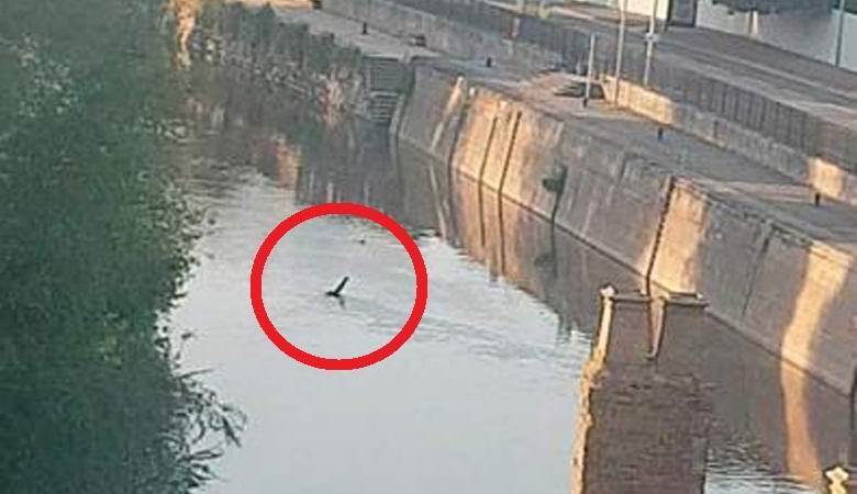 Loch Nessin hirviön kaltainen olento ilmestyi englantilaiselle kanavalle