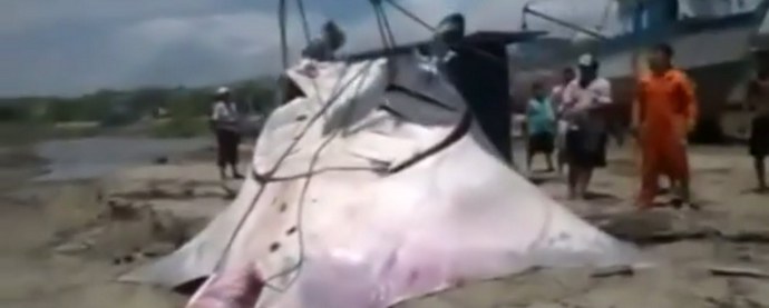 Pysyi jättiläinen luiska