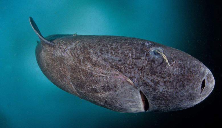 Pysyi hai, joka on vanhempi kuin Ivan Kamala