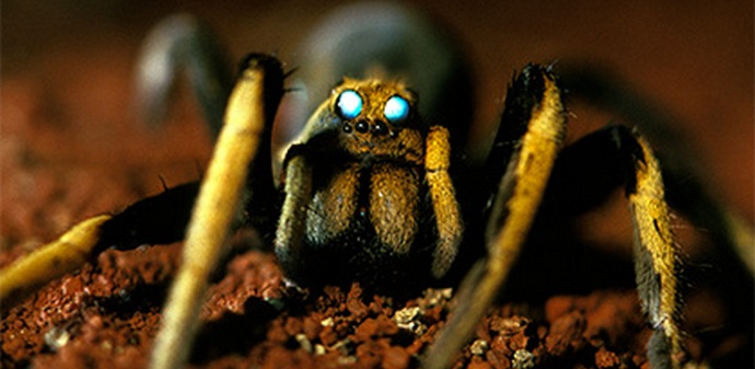 Tarantulajoukot hyökkäsivät Australian kaupunkiin