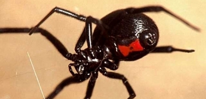 Myrkyllisten hämähäkkien laumoista hyökkäsi kirjaimellisesti Kazakstaniin