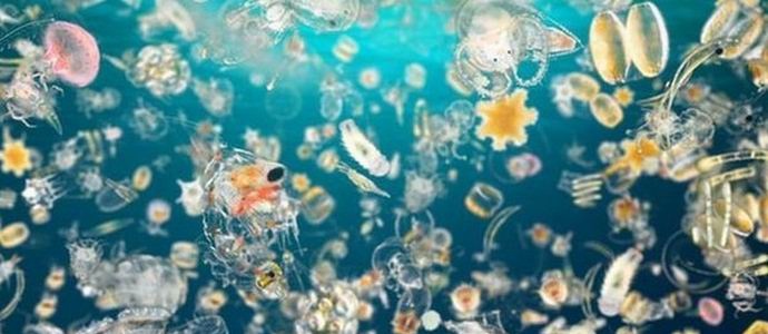 Olemme velkaa puolet ilmakehän happea planktonille.