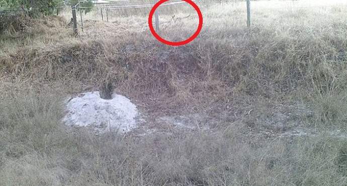 Uutta näyttöä marsupialisen suden olemassaolosta.