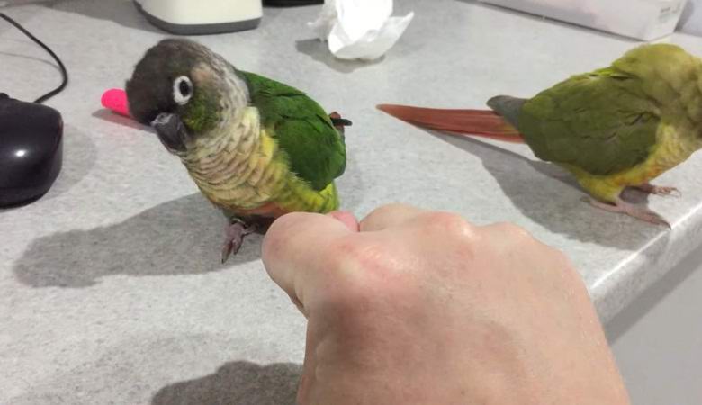 Papukaija osti lastenralliin