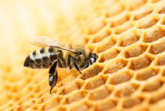 Japanin Nagasakin maakunnassa löydetty aasialaisten tappaja-mehiläisten populaatio