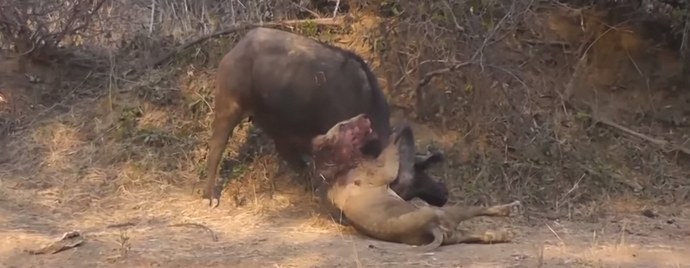 Petojen kuninkaan viimeinen taistelu