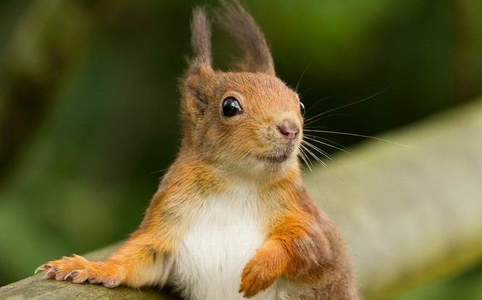 Katso maailmaa oravan silmin