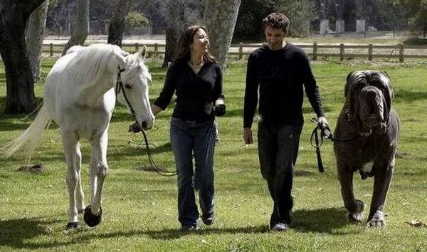 Baskervilleskoiran jälkeläiset