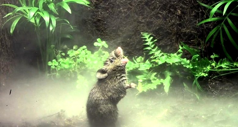 Costa Rican ja Panaman laulavat hiiret