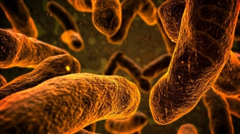 Persianlahden syöjät