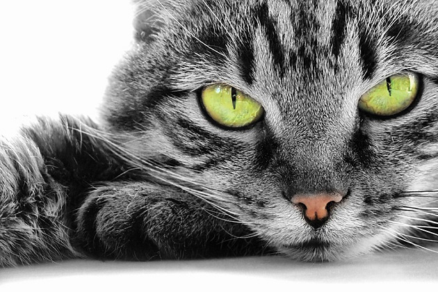 Onko totta, että kissat näkevät aaveita?