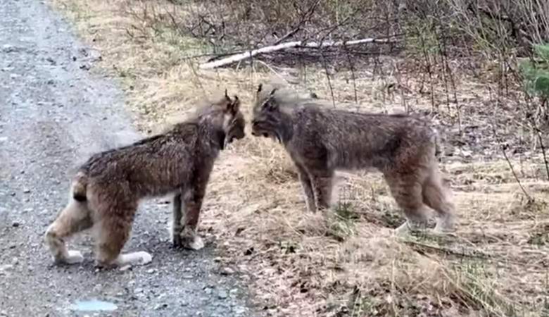Videolle tallennettu outo vannova ilves