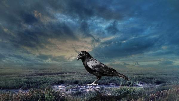 merkkejä variksista 